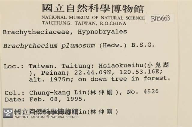 羽枝青蘚藏品圖，第2張