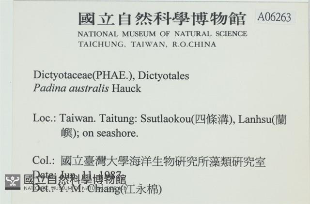 南方團扇藻藏品圖，第2張