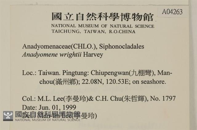 浮網藻, 肋葉藻藏品圖，第2張