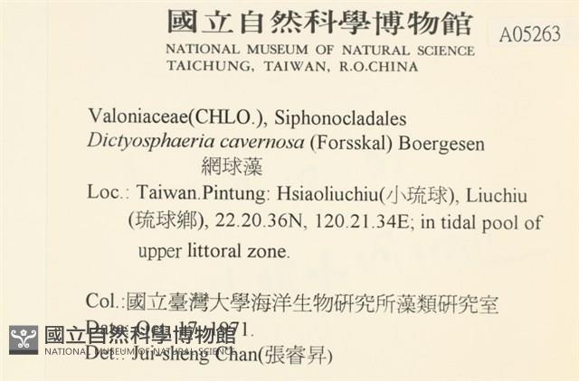 網球藻藏品圖，第2張