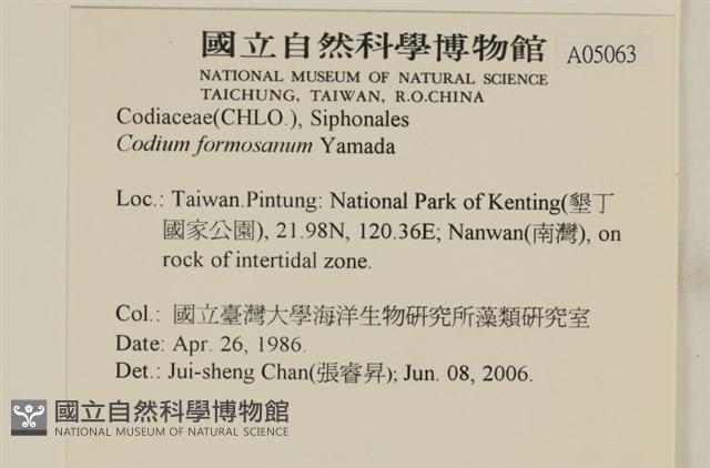 臺灣水松, 臺灣松藻藏品圖，第2張