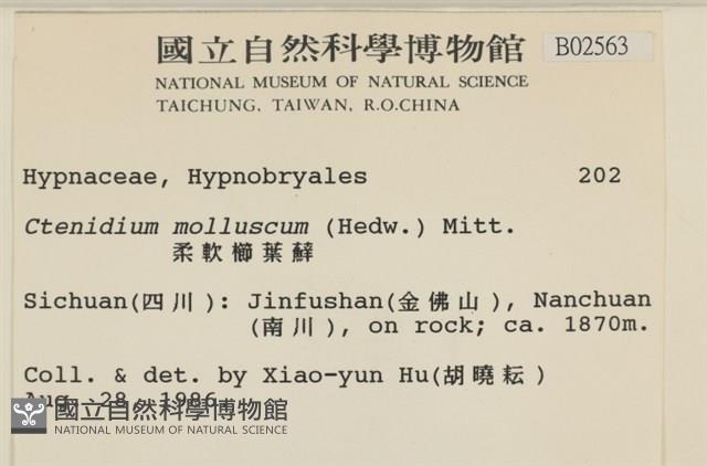 柔軟櫛葉蘚藏品圖，第2張