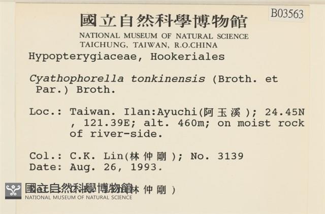 粗齒雉尾蘚藏品圖，第2張