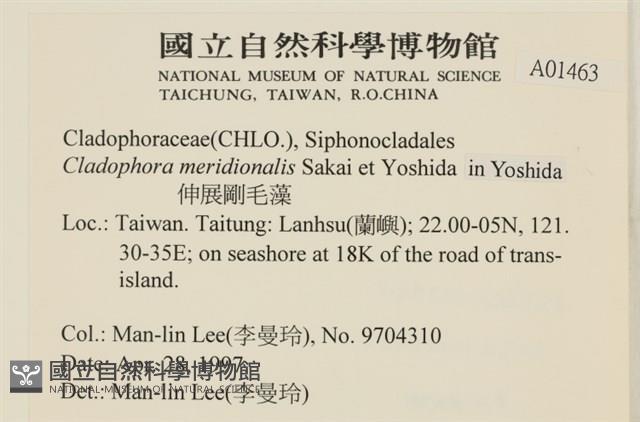 伸展剛毛藻藏品圖，第2張