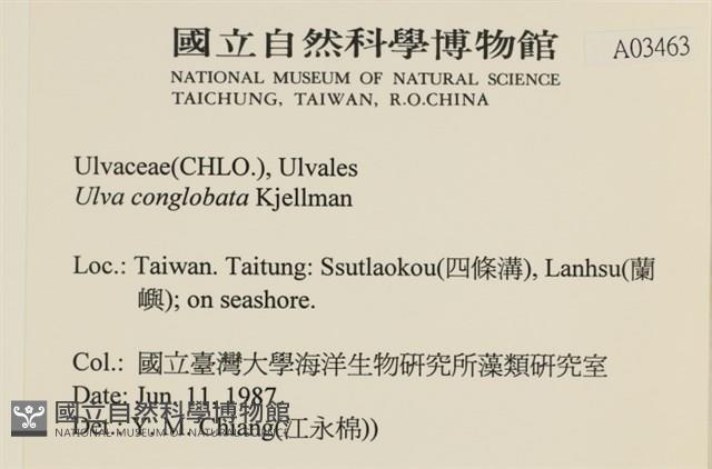 茶花石蓴, 牡丹菜藏品圖，第2張