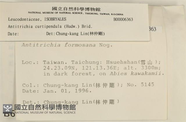 臺灣逆毛蘚藏品圖，第2張