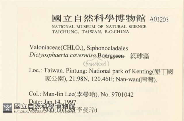 網球藻藏品圖，第2張