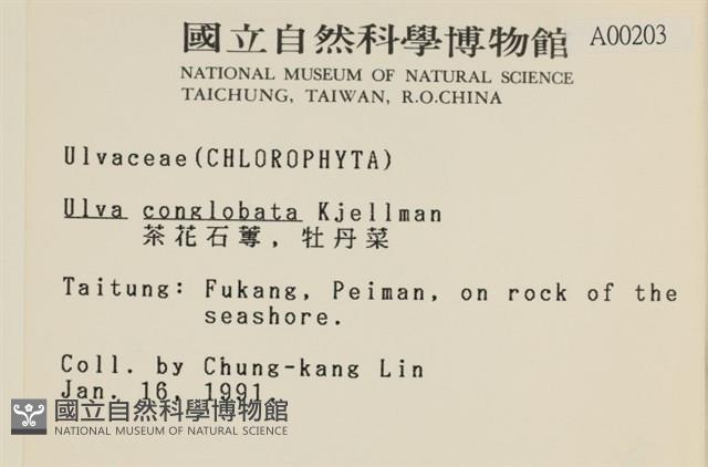 茶花石蓴, 牡丹菜藏品圖，第2張