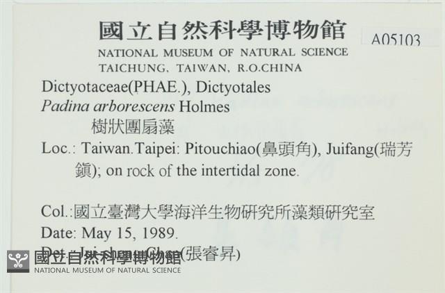 樹狀團扇藻藏品圖，第2張