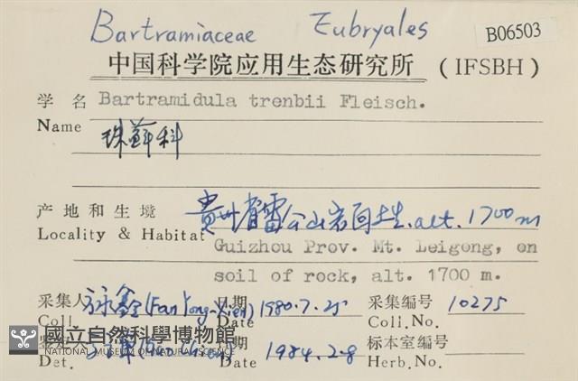 珠蘚科藏品圖，第2張