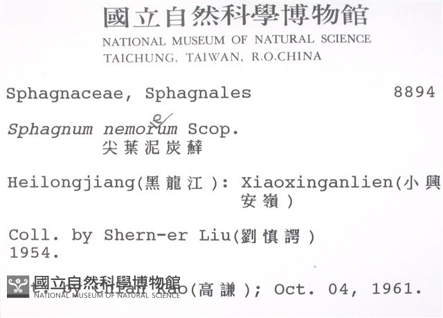 尖葉泥炭蘚藏品圖，第2張