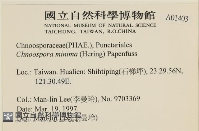 小毛孢藻, 小鹿角苔藏品圖，第2張