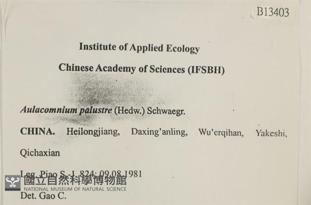 沼澤皺蒴蘚藏品圖，第2張