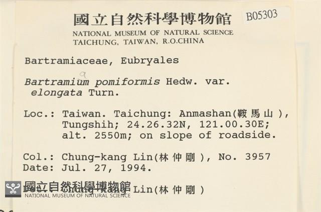 梨蒴珠蘚長形變種藏品圖，第2張