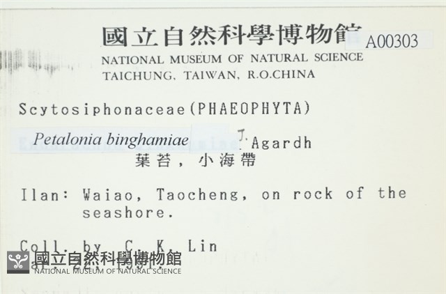 葉苔, 小海帶藏品圖，第2張