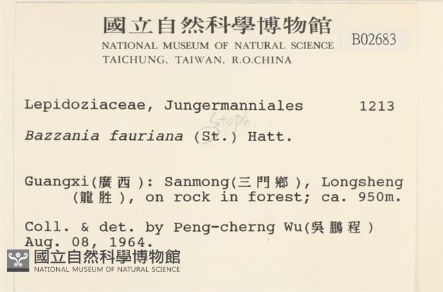 厚角鞭苔藏品圖，第2張