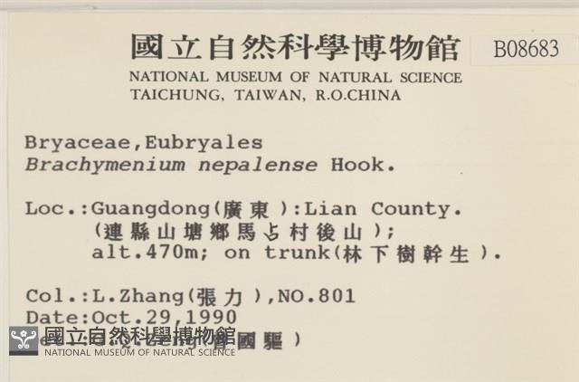 那霸短月蘚藏品圖，第2張