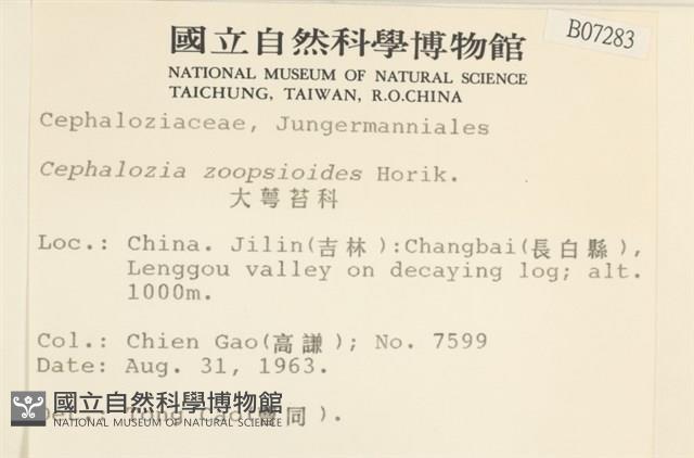 大萼苔科藏品圖，第2張