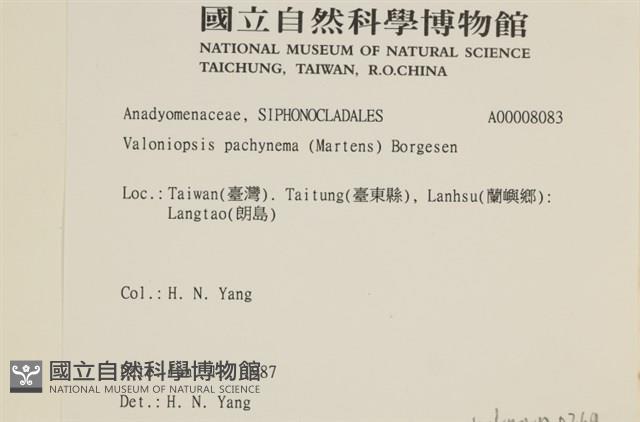 指枝藻藏品圖，第2張