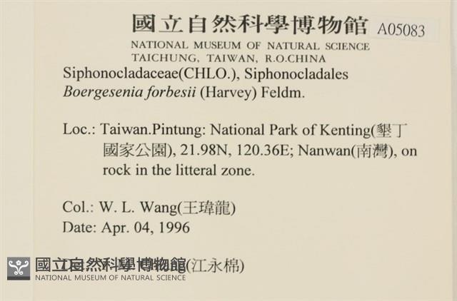 曲玉藻, 香蕉菜, 玉茄藻藏品圖，第2張