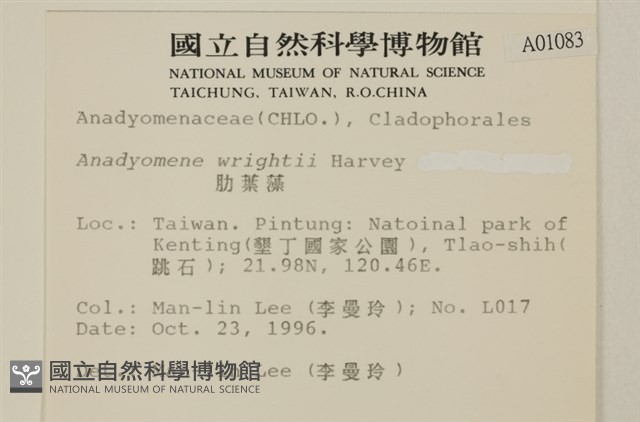 浮網藻, 肋葉藻藏品圖，第2張