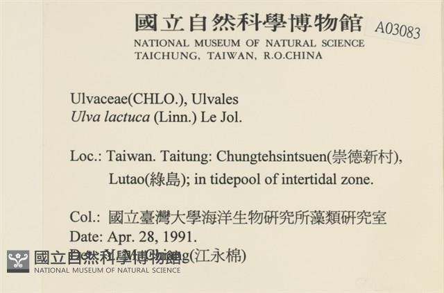 大石蓴, 石蓴藏品圖，第2張