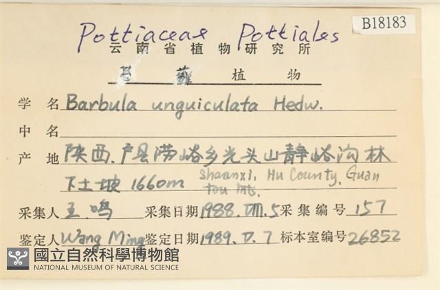 扭口蘚藏品圖，第2張