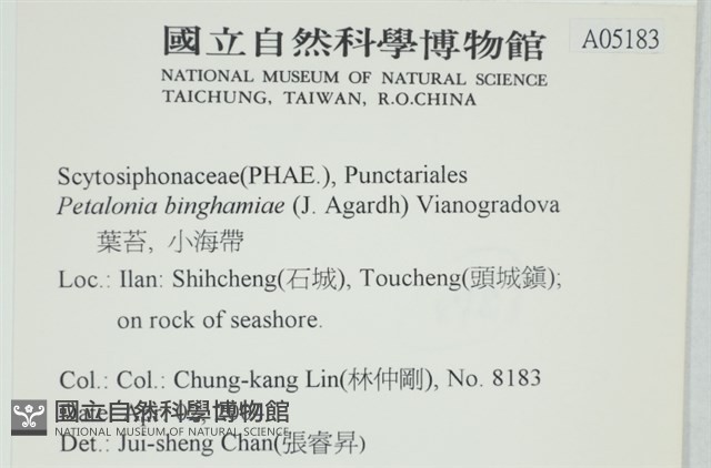 葉苔, 小海帶藏品圖，第2張