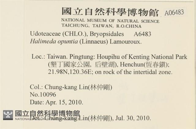 仙掌藻, 海仙人掌藏品圖，第2張