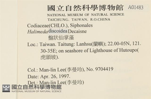 盤狀仙掌藻藏品圖，第2張