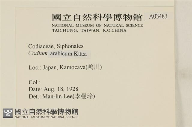 阿拉伯松藻藏品圖，第2張