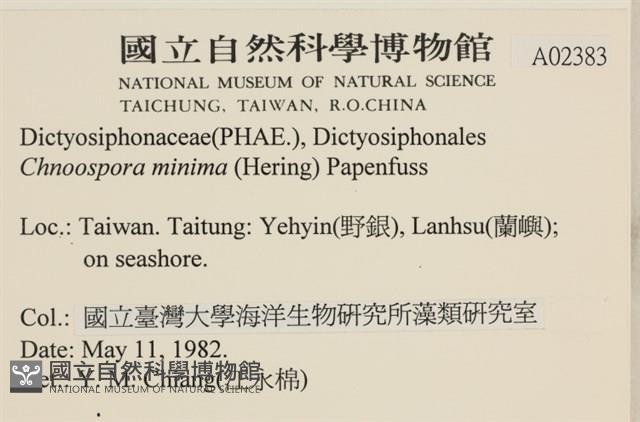 小毛孢藻, 小鹿角苔藏品圖，第2張