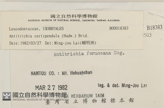 臺灣逆毛蘚藏品圖，第2張