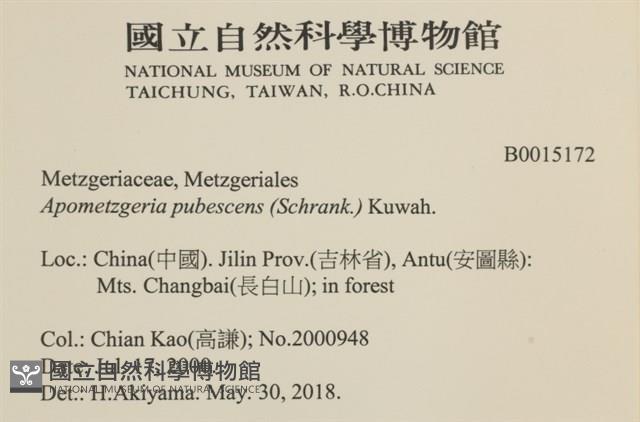 毛擬叉苔藏品圖，第2張