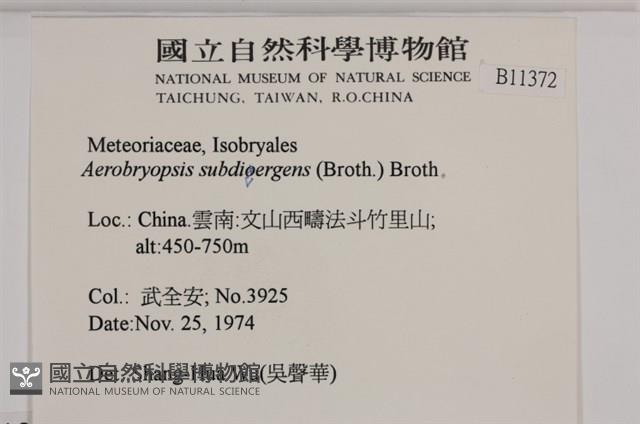 大灰氣蘚藏品圖，第2張