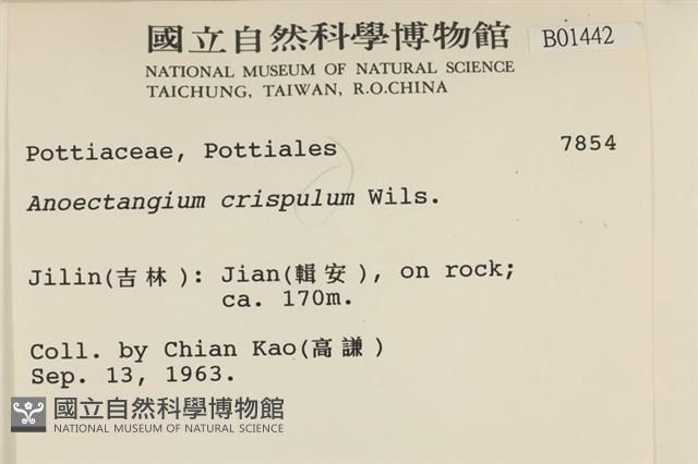 卷葉叢本蘚藏品圖，第2張