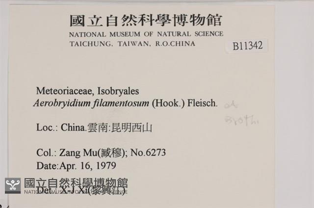 毛扭蘚藏品圖，第2張