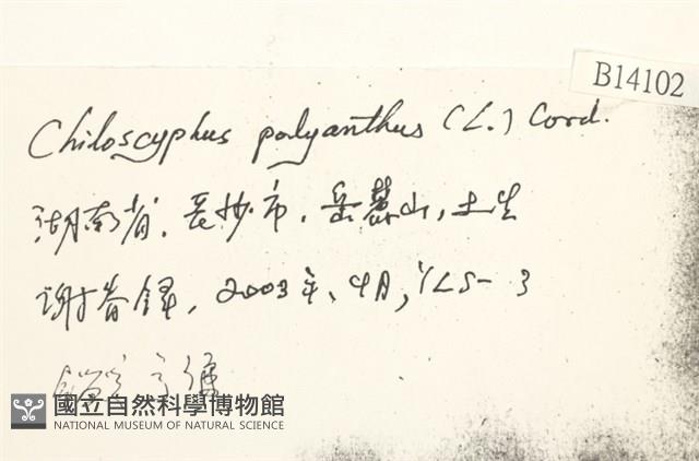 多胞裂萼苔藏品圖，第2張