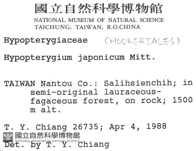 日本孔雀蘚藏品圖，第2張