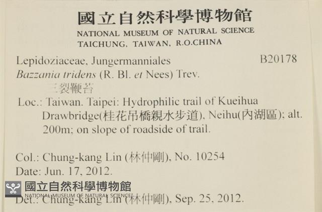 鞭苔,三裂鞭苔藏品圖，第2張