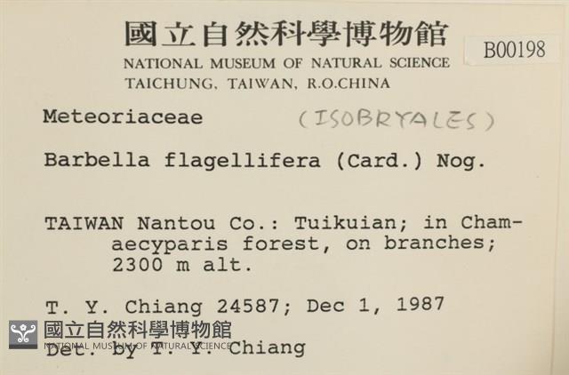 鞭枝懸蘚藏品圖，第2張