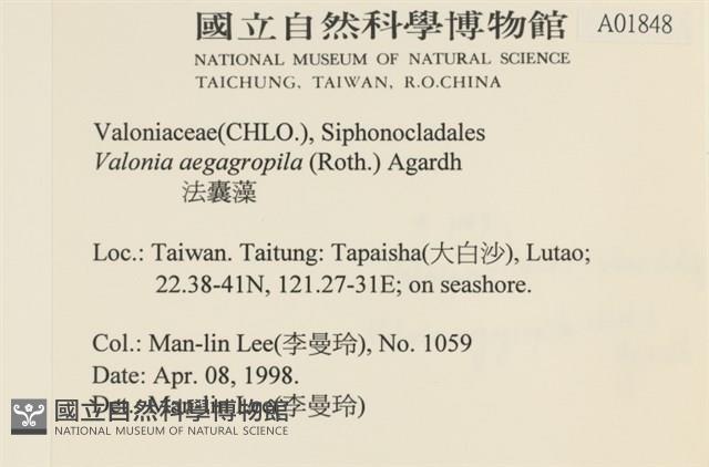 法囊藻藏品圖，第2張