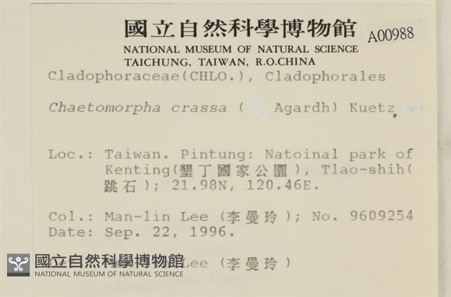 粗硬毛藻, 綠苔藏品圖，第2張