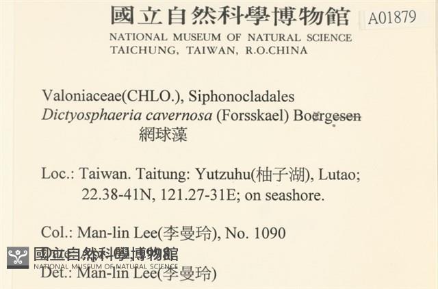 網球藻藏品圖，第2張