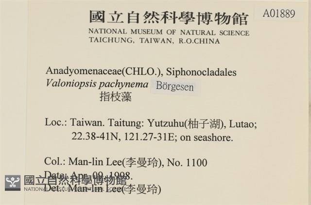 指枝藻藏品圖，第2張