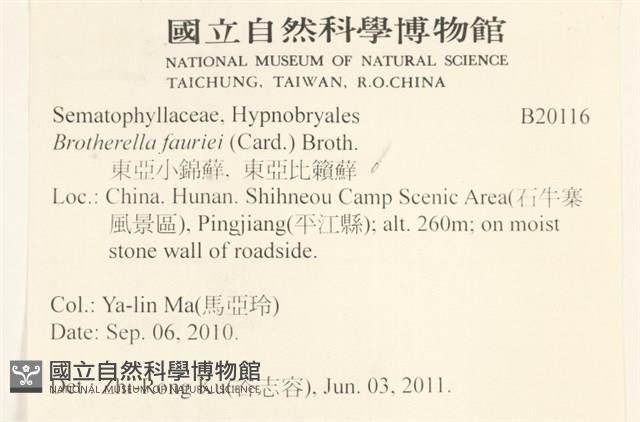 東亞小錦蘚藏品圖，第2張