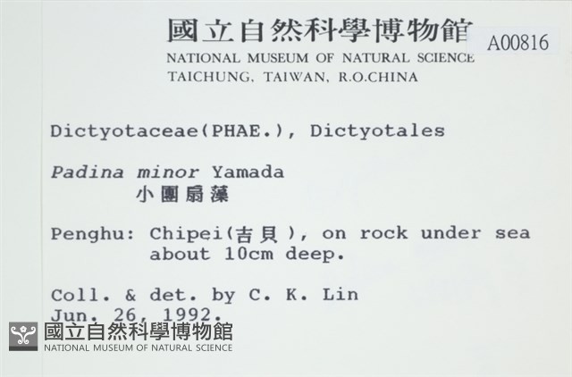 小團扇藻藏品圖，第2張