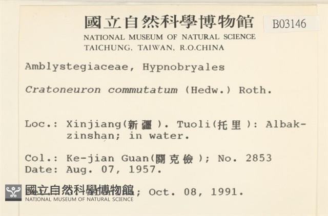 長葉牛角蘚藏品圖，第2張