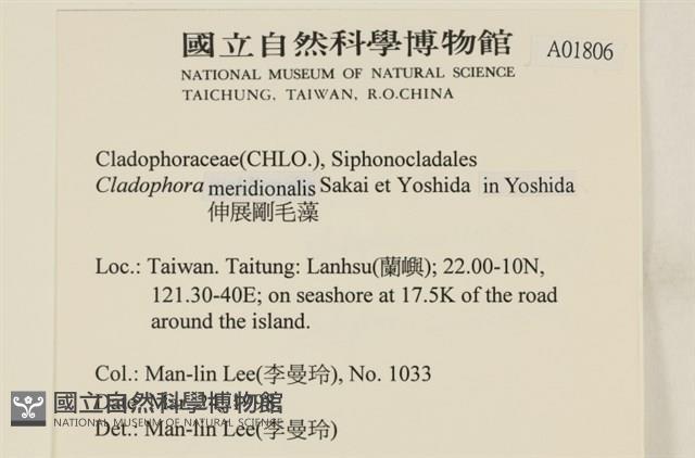 伸展剛毛藻藏品圖，第2張