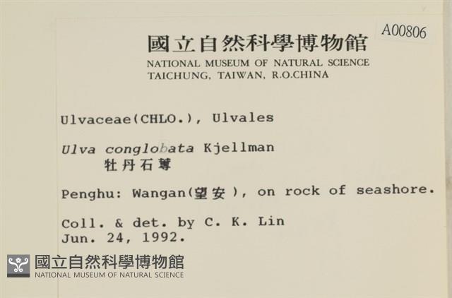 茶花石蓴, 牡丹菜藏品圖，第2張